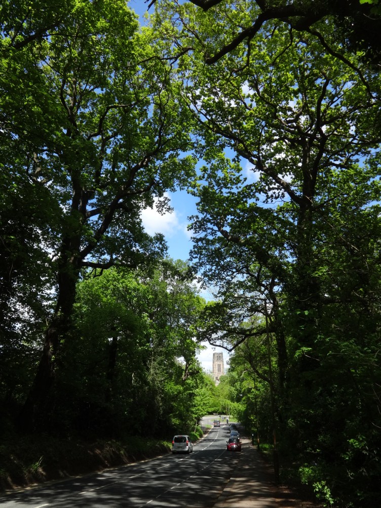 Summer's here and the lane is as dark as night again