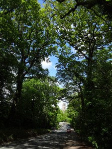 Summer's here and the lane is as dark as night again