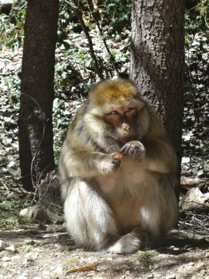 Barbary Ape in the Cedar Forest, Ifrane National Park, Morocco