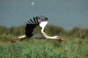 White Stork at the Dehesa de Abajo, Doñana National Park, Spain
