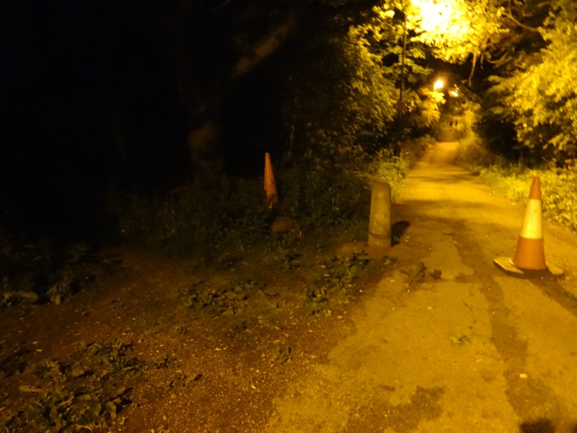 Brock hunting for worms in the bushes...