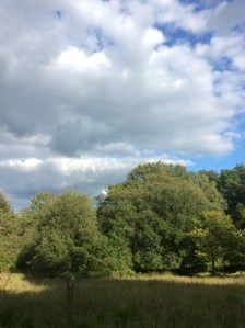 Ten points if you can see the buzzard in this one