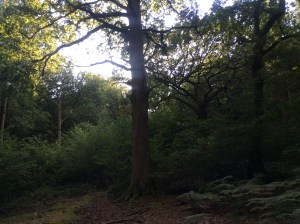 Waldeinsamkeit - the feeling of being alone in the woods!