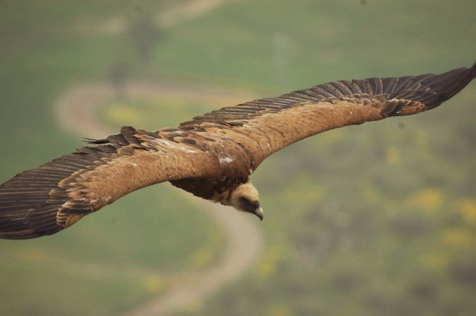 4555278683_0c053028e4_o