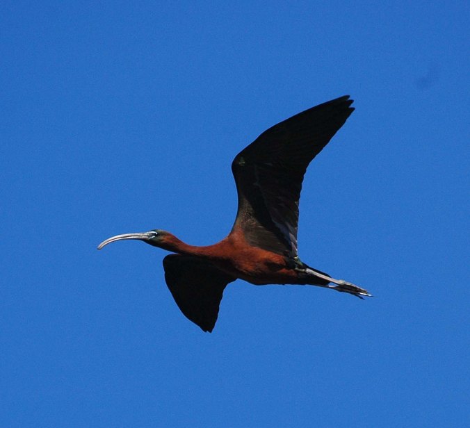 3436175734_527e434ac8_o